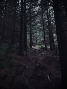 a path in the middle of a forest with lots of trees