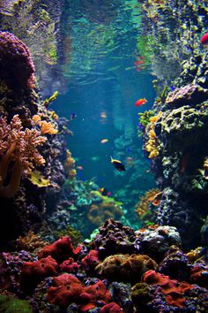 an aquarium filled with lots of different types of corals and other colorful fish swimming in the water