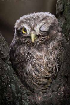 an owl with yellow eyes sitting in a tree