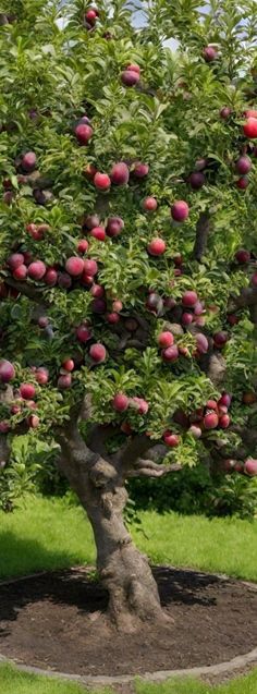 an apple tree with lots of fruit growing on it's branches in a garden