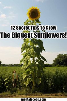 a sunflower with the words 12 secret tips to grow the biggest sunflowers