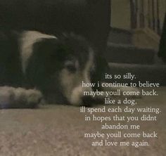 a black and white dog laying on the floor