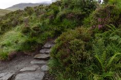 there is a stone path going up the hill