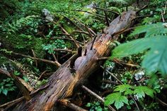 a fallen tree in the forest