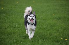 a black and white dog walking across a lush green field