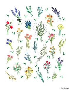 a bunch of flowers that are drawn in watercolor