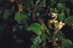 a monkey sitting on top of a tree branch next to leaves and flowers in the dark