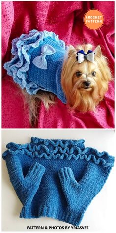 a small dog wearing a blue knitted sweater and matching mittens with a bow