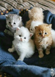 four kittens are sitting together on a blanket