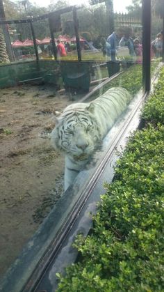 a white tiger laying down on the ground in front of a glass window with people looking at it