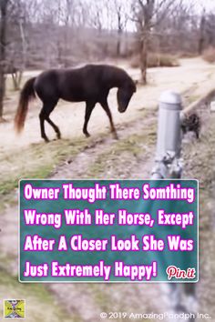 a horse walking down a dirt road next to a forest