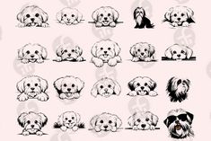 a bunch of dogs with different expressions on the same face and body, all in black and white