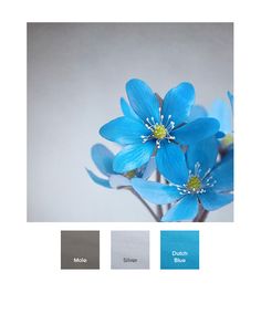 some blue flowers are in a vase with color swatches on the bottom and bottom