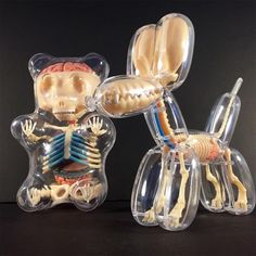 two plastic models of the human body are shown in clear cases on a black surface