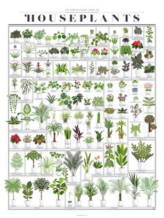 the illustrated guide to houseplants is shown in this image, with many different types of plants