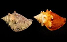 three different types of sea shells on a black background