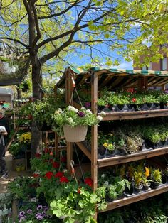 a man standing next to a tree filled with lots of potted plants and flowers