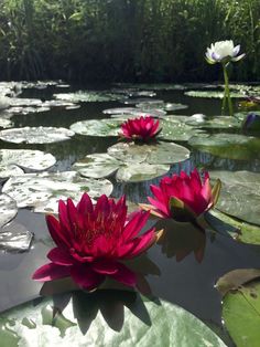 two red water lilies floating on top of a pond filled with lily pads and greenery