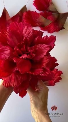 a person holding a large red flower in their hands