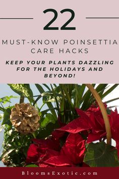 a basket filled with poinsettia plants and text that reads 22 must - know pinsetia care hacks keep your plants dazzling for the holidays and beyond