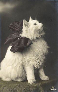 a white cat sitting on top of a table wearing a black bow around its neck