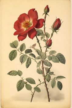 a red rose with green leaves and buds on a white background is featured in this antique print