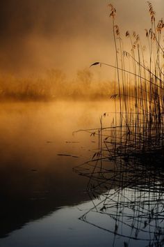 the water is still calm and there are some reeds in the foreground, as the sun goes down