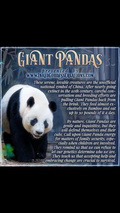 Panda Day, Herbal Witch, Giant Pandas, Animal Spirit