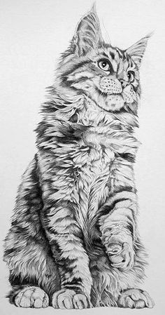 a pencil drawing of a cat sitting down