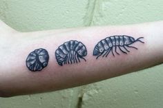 a person's arm with three different types of bugs on it