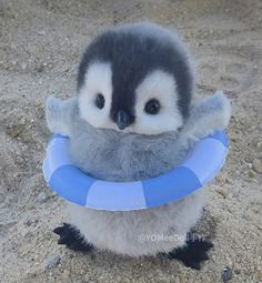 a small penguin with a life preserver in its beak