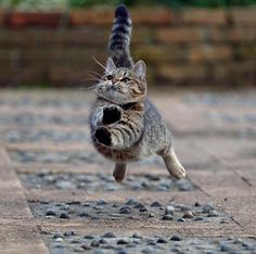 a cat that is jumping up in the air