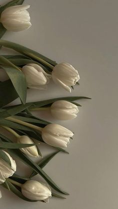 white tulips with green leaves on a gray background, photographed from the top