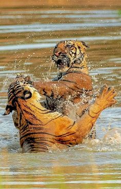 two tigers playing in the water with each other and splashing around it's body