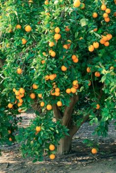 an orange tree with lots of fruit growing on it