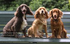 three dogs are sitting on a park bench