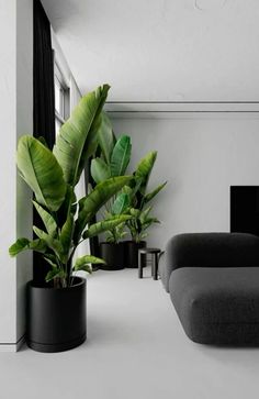 a living room filled with lots of plants in black and white vases next to a couch