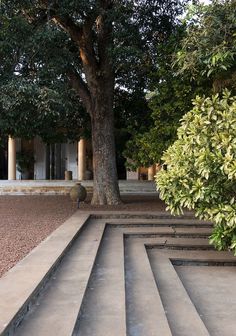 steps leading up to a large tree in front of a building with columns and pillars