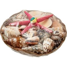 a bowl filled with seashells and starfish on top of a white background