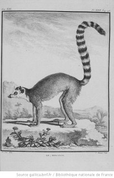 a drawing of a striped lemura standing on top of a tree branch with its tail