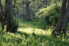 the sun shines through the trees and grass in this forest filled with wildflowers