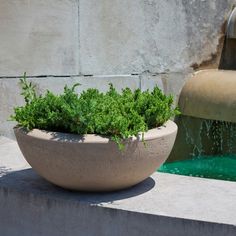 a planter filled with green plants sitting on top of a cement slab next to a fountain