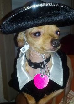 a small dog wearing a black hat with a pink heart on it's collar