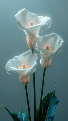 three white flowers with green leaves in a vase