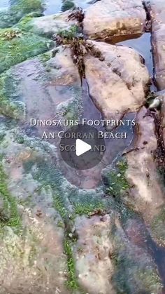 rocks covered in green algae and moss with the words dinosaur footprints an ocean beach on it