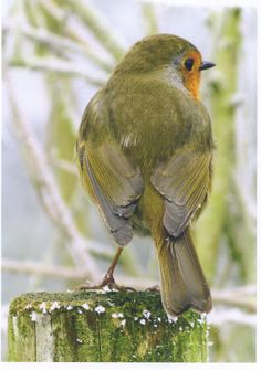 a small bird sitting on top of a wooden post