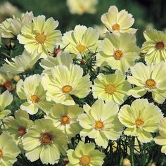 many yellow flowers are blooming in the garden