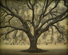 an old tree in the middle of a field