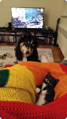 a dog and cat laying on the floor in front of a television with a rainbow blanket