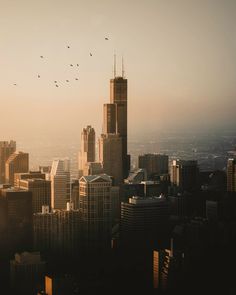 birds are flying in the sky over a cityscape with tall buildings and skyscrapers